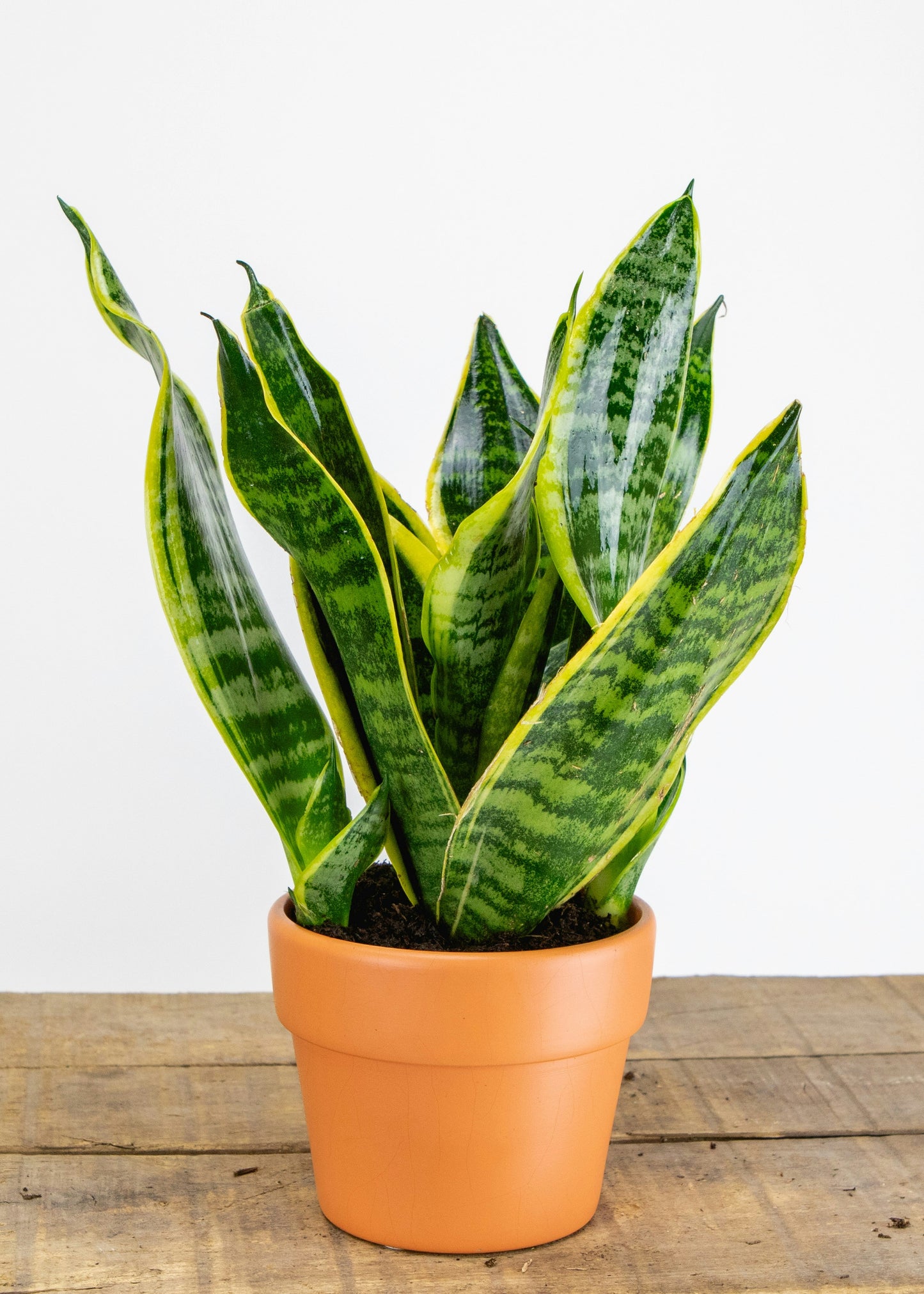 Snake Plant (Sansevieria trifasciata 'Laurentii')