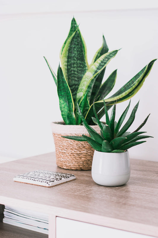 Snake Plant (Sansevieria trifasciata 'Laurentii')